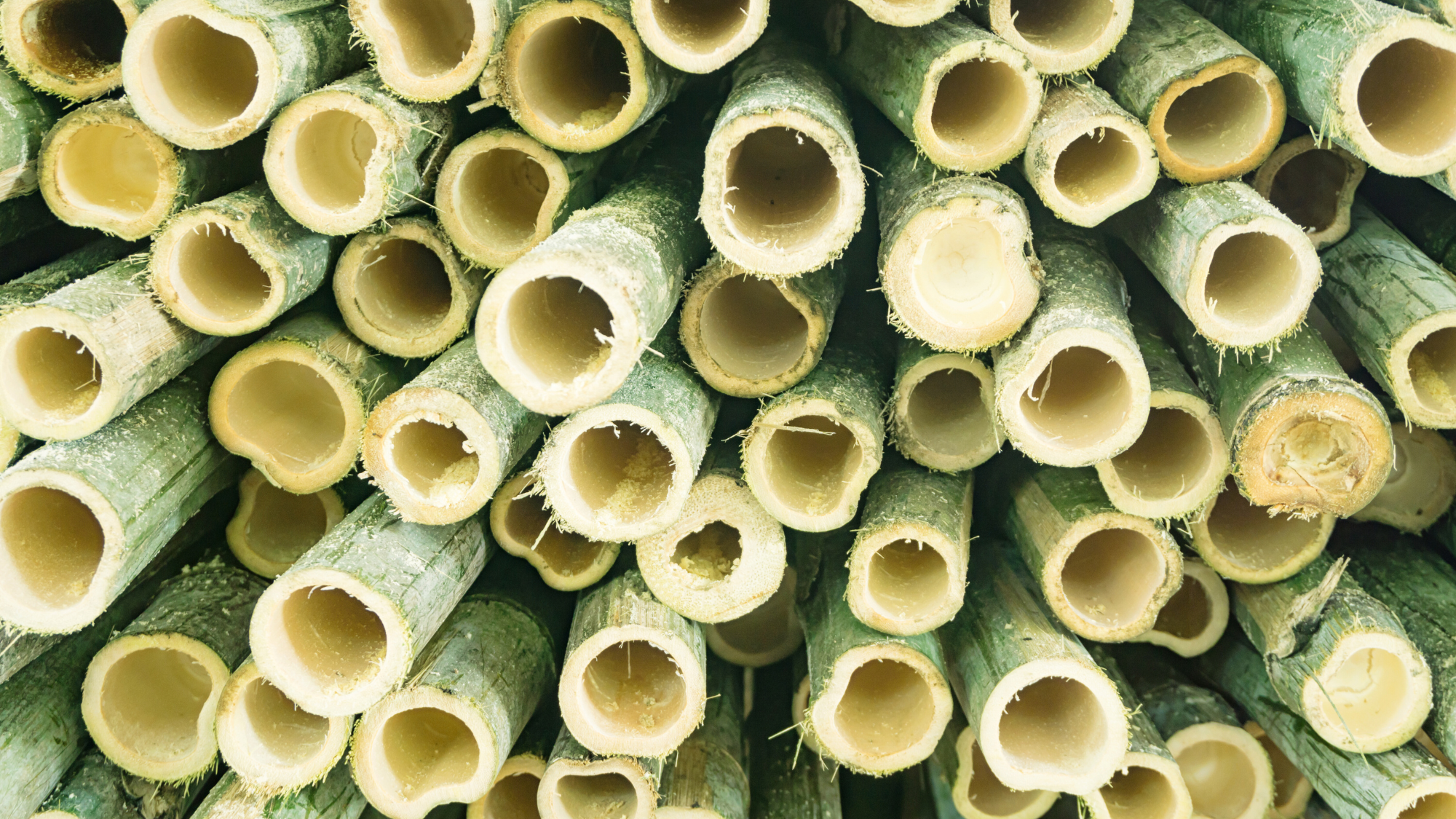 Photo of a stack of cut up bamboo stalks