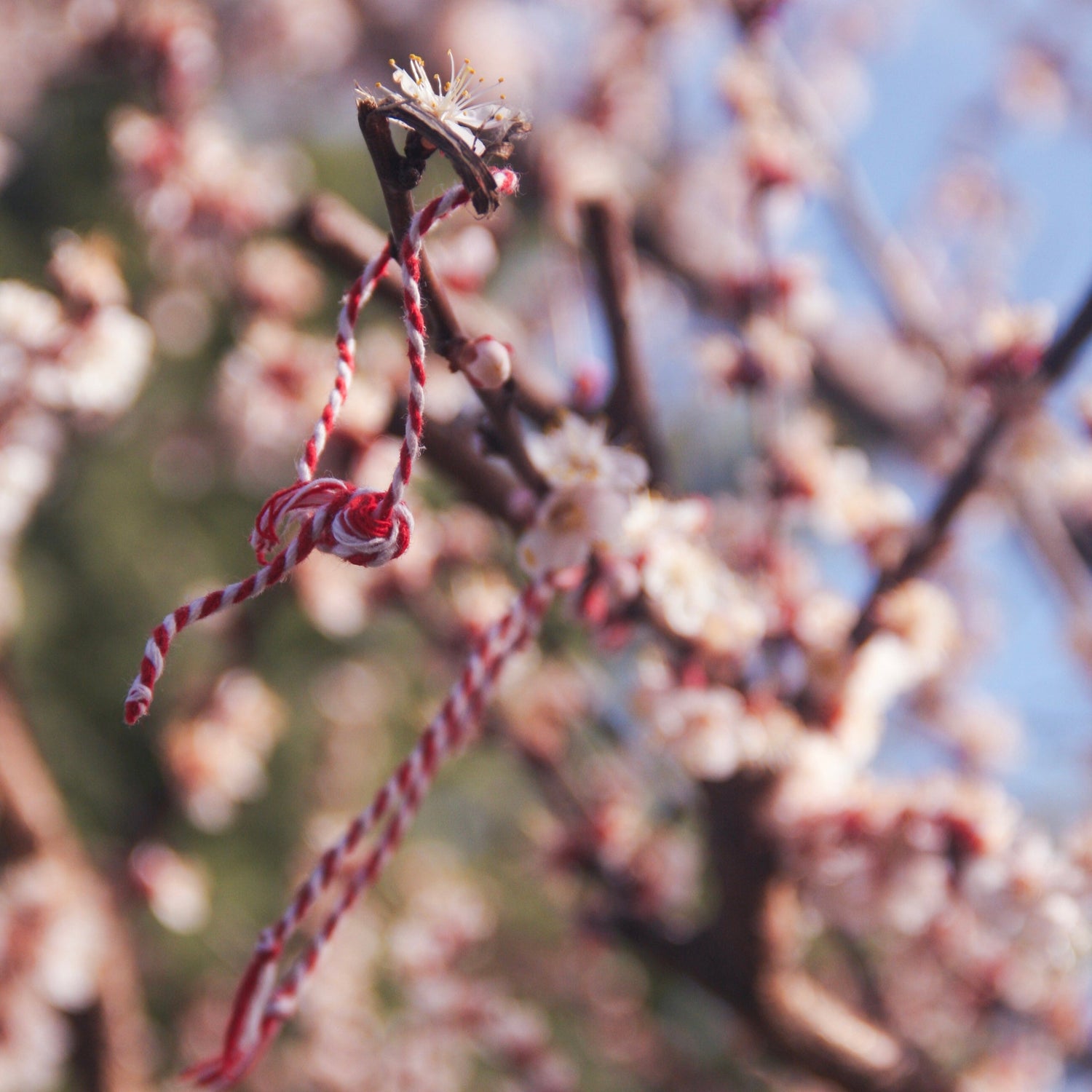 Martenitsas & The Spring Blooms, photo taken by Dilara Karabey