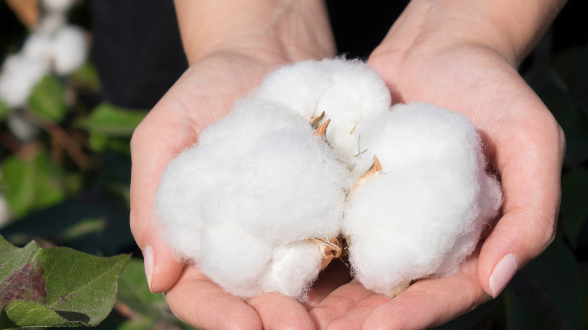 Photo of two hands holding 3 cotton balls